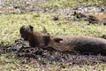 Warthog wallowing in mud Royalty Free Stock Photo
