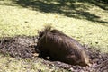 Warthog wallowing in mud Royalty Free Stock Photo
