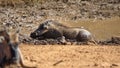 Warthog wallowing in a watering hole Royalty Free Stock Photo