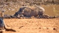 Warthog wallowing in a watering hole Royalty Free Stock Photo