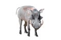 Warthog on white background