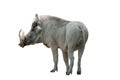 Warthog on white background