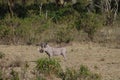 Warthog wild animal in African bush Royalty Free Stock Photo