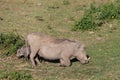 Warthog wild animal in African bush Royalty Free Stock Photo