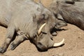 Warthog, Wild Animal, Wildlife Nature