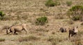 Warthog wild animasl in African bush Royalty Free Stock Photo