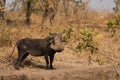 Southern Warthog Royalty Free Stock Photo