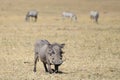 A warthog on the wildland Royalty Free Stock Photo