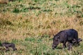 Warthog Wildlife Animals Mammals at the savannah grassland wilderness hill shrubs great rift valley maasai mara national game