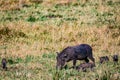 Warthog Wildlife Animals Mammals at the savannah grassland wilderness hill shrubs great rift valley maasai mara national game