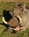 Warthog yawning showing dangerous tusks