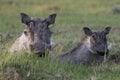 Warthog and Young Royalty Free Stock Photo