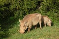 Warthog with young Royalty Free Stock Photo