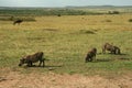 Warthogs Royalty Free Stock Photo