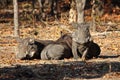 Warthogs Royalty Free Stock Photo