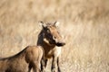 Warthog attentive to predator noises in the African savannah of the Pilanesberg National Park in South Africa