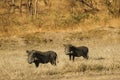 Warthogs in the bush Royalty Free Stock Photo