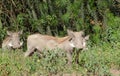 Warthogs in the bush Royalty Free Stock Photo