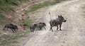 Warthogs crossing a road n masai mara Royalty Free Stock Photo