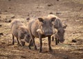 Warthogs, curious and strangely cute, grazing dry grass in the Kruger National Park Royalty Free Stock Photo