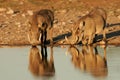 Warthogs drinking Royalty Free Stock Photo
