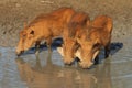 Warthogs drinking