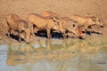 Warthogs drinking Royalty Free Stock Photo