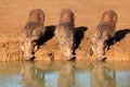 Warthogs drinking Royalty Free Stock Photo