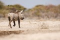 Warthogs drinking