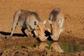 Two warthogs drinking at a muddy waterhole, Mokala National Park, South Africa