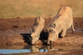 Warthogs drinking Royalty Free Stock Photo