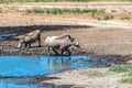 Warthogs drinking in the pond