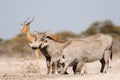 Warthogs drinking