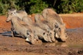 Warthogs drinking water Royalty Free Stock Photo