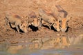 Warthogs drinking water