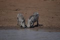 Warthogs drinking water from the lake