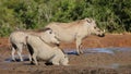 Warthogs drinking water