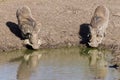 Warthogs drinking water on watering hole Royalty Free Stock Photo