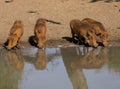 Warthogs drinking at waterhole