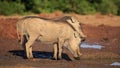 Warthogs drinking at a waterhole