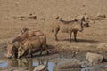 Warthogs drinking from watering hole