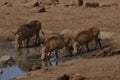 Warthogs drinking from watering hole