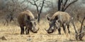 Warthogs on dry grass Royalty Free Stock Photo