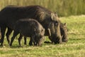 Warthogs Family