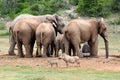 Warthogs in front of elephant herd