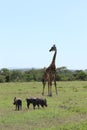 Giraffe and warthogs in the african savannah. Royalty Free Stock Photo