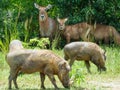 warthogs in the grassland in africa at summer