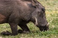 Warthogs grazing in Waterberg National Park, Namibia