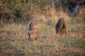Warthogs in Kruger National Park Royalty Free Stock Photo
