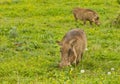 Warthogs in long grass Royalty Free Stock Photo